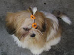 Essa  a Susy, uma shihtzu de 6 meses! A dona dela  a Juliana!