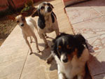 Essas so as cachorrinhas da Ana! Elas se chamam Bela, Bolinha e Pipitae fazem a alegria da famlia.