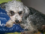 A Dolly  uma poodle cinza que a Deise ganhou quando tinha um ms. Agora, ela j est com 10 anos e  a alegria da casa.