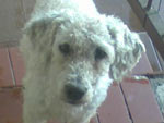 O Bingo  o poodle do Thiago e da Vanessa. Vai fazer 13 anos dia 18.12.2010 e  um amor, muito companheiro e inteligente.