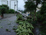 rvore ca sobre transversal da Rua Rua Marechal Deodoro da Fonseca