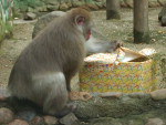 Primatas ganham frutas da estao