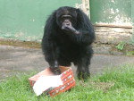 Chimpanz saboreando o presente de Natal